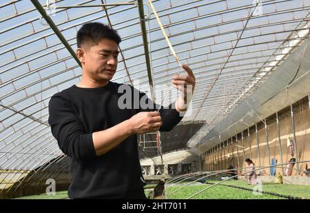 (220227) -- SHIJIAZHUANG, 27. Februar 2022 (Xinhua) -- Song Lianfeng überprüft die Temperatur in einem Gewächshaus in der Gemeinde Gaogongzhuang in Xingtai, der nordchinesischen Provinz Hebei, 27. Februar 2022. Song Lianfeng, 39, stammt aus Gaogongzhuang. Lokale Bauern bauten hauptsächlich Gewächshausgemüse an, aber die Kosten für den Kauf von Setzlingen waren hoch. Im Jahr 2011 sah Song die Marktnachfrage und entschied sich, sich im Gemüsepflanzenanbau zu engagieren. Um die Techniken des Pflanzens und Aufzucht von Gemüsepflanzen zu meistern, verbrachte Song Jahre damit, zu studieren und zu erforschen. Quelle: Xinhua/Alamy Live News Stockfoto