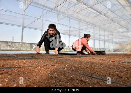 (220227) -- SHIJIAZHUANG, 27. Februar 2022 (Xinhua) -- Song Lianfeng (L) arrangiert mit einem Arbeiter Tabletts mit Gemüsesämlingen in einem Gewächshaus in der Gemeinde Gaogongzhuang in Xingtai, nordchinesische Provinz Hebei, 27. Februar 2022. Song Lianfeng, 39, stammt aus Gaogongzhuang. Lokale Bauern bauten hauptsächlich Gewächshausgemüse an, aber die Kosten für den Kauf von Setzlingen waren hoch. Im Jahr 2011 sah Song die Marktnachfrage und entschied sich, sich im Gemüsepflanzenanbau zu engagieren. Um die Techniken des Pflanzens und Aufzucht von Gemüsepflanzen zu meistern, verbrachte Song Jahre damit, zu studieren und zu erforschen. Kredit: Xinhua/Alamy L Stockfoto