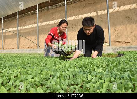 (220227) -- SHIJIAZHUANG, 27. Februar 2022 (Xinhua) -- Song Lianfeng (R) arrangiert mit einem Arbeiter Tabletts mit Gemüsesämlingen in einem Gewächshaus in der Gemeinde Gaogongzhuang in Xingtai, nordchinesische Provinz Hebei, 27. Februar 2022. Song Lianfeng, 39, stammt aus Gaogongzhuang. Lokale Bauern bauten hauptsächlich Gewächshausgemüse an, aber die Kosten für den Kauf von Setzlingen waren hoch. Im Jahr 2011 sah Song die Marktnachfrage und entschied sich, sich im Gemüsepflanzenanbau zu engagieren. Um die Techniken des Pflanzens und Aufzucht von Gemüsepflanzen zu meistern, verbrachte Song Jahre damit, zu studieren und zu erforschen. Kredit: Xinhua/Alamy Stockfoto