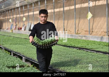 (220227) -- SHIJIAZHUANG, 27. Februar 2022 (Xinhua) -- Song Lianfeng trägt ein Tablett mit Gemüsesämlingen in einem Gewächshaus in der Gemeinde Gaogongzhuang in Xingtai, der nordchinesischen Provinz Hebei, am 27. Februar 2022. Song Lianfeng, 39, stammt aus Gaogongzhuang. Lokale Bauern bauten hauptsächlich Gewächshausgemüse an, aber die Kosten für den Kauf von Setzlingen waren hoch. Im Jahr 2011 sah Song die Marktnachfrage und entschied sich, sich im Gemüsepflanzenanbau zu engagieren. Um die Techniken des Pflanzens und Aufzucht von Gemüsepflanzen zu meistern, verbrachte Song Jahre damit, zu studieren und zu erforschen. Quelle: Xinhua/Alamy Live News Stockfoto