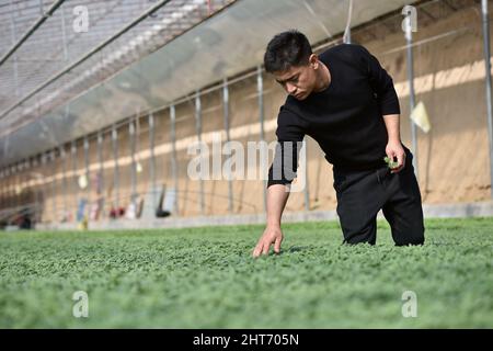 (220227) -- SHIJIAZHUANG, 27. Februar 2022 (Xinhua) -- Song Lianfeng überprüft den wachsenden Zustand von Gemüsesämlingen in einem Gewächshaus in der Gemeinde Gaogongzhuang in Xingtai, der nordchinesischen Provinz Hebei, 27. Februar 2022. Song Lianfeng, 39, stammt aus Gaogongzhuang. Lokale Bauern bauten hauptsächlich Gewächshausgemüse an, aber die Kosten für den Kauf von Setzlingen waren hoch. Im Jahr 2011 sah Song die Marktnachfrage und entschied sich, sich im Gemüsepflanzenanbau zu engagieren. Um die Techniken des Pflanzens und Aufzucht von Gemüsepflanzen zu meistern, verbrachte Song Jahre damit, zu studieren und zu erforschen. Kredit: Xinhua/Alamy Live Stockfoto