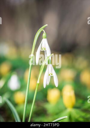 Ein einzelner isolierter Galanthus nivalis, der Schneeglöckchen oder gewöhnliche Schneeglöckchen zu Beginn des Frühlings. Kleine weiße Blume des Frühlings. Stockfoto