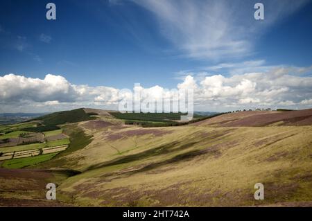 Corrarut Gap, Mount Leinster, County Carlow, Irland. Stockfoto