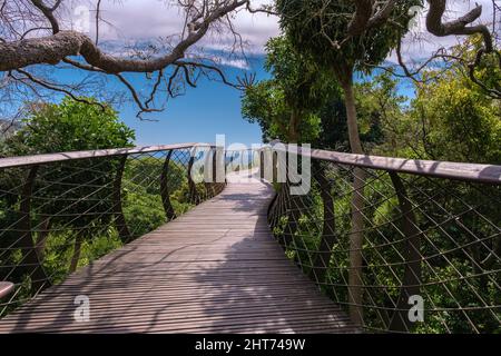 Blick auf den Boomslang-Gehweg im botanischen Garten Kirstenbosch in Kapstadt, die Canopy-Brücke bei den Kirstenbosch Gardens in Kapstadt, die über dem üppigen Laub erbaut wurde. Stockfoto
