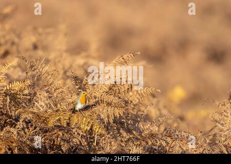 Robin (Erithacus rubecula) hält sich auf herbstlichen Bracken und badet in der warmen Herbstsonne, Burley Moor, West Yorkshire, England, Großbritannien Stockfoto