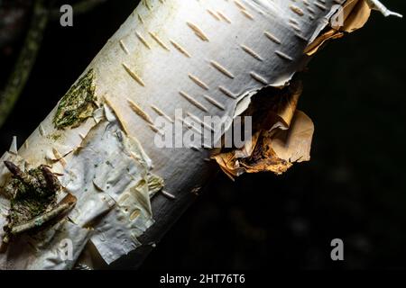 Rinde aus silbernem Birkenbaum. Betula pendula, Rinde aus Silberbirke, die in einem natürlichen Waldgebiet schält. Stockfoto