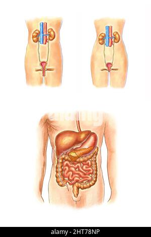 Realistische Darstellung der Anatomie menschlicher Organe Stockfoto