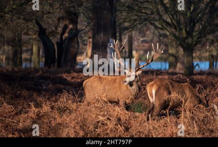 Episches Bild von Hirschen der Rothirsche Cervus Elaphus in leuchtendem, goldenem Sonnenlicht in der Dämmerung in einer Waldlandschaft mit atemberaubendem Licht Stockfoto