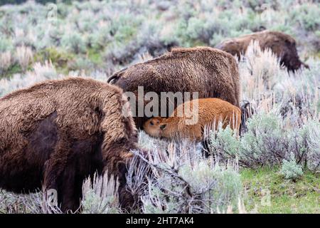 Bison (Bison Bison)-Kalb, das im Mai von seiner Mutter im Yellowstone-Nationalpark säuert wird, horizontal Stockfoto