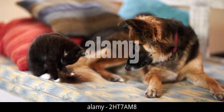 Beste Freunde für immer. Ein entzückendes Bild von einem Kätzchen und einem jungen Hund, der auf einem Bett liegt. Stockfoto