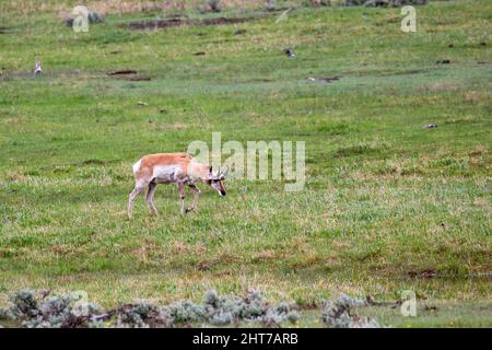 Pronghorn (Antilocapra americana) im Lamar Valley im Yellowstone Nationalpark im Mai, horizontal Stockfoto