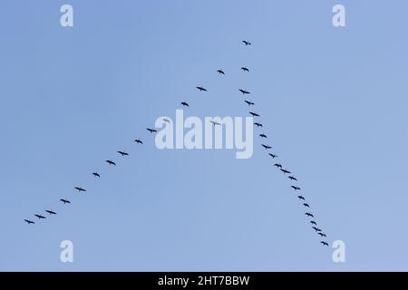 Großer Schwarm pinkfußiger Gänse (Anser brachyrhynchus), die in V-Formation fliegen, isoliert gegen den blauen Himmel, Yorkshire, England, Großbritannien Stockfoto