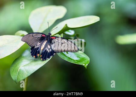 Südostasiatischer Großmormonenschmetterling (Papilio memnon) mit offenen Flügeln sitzt auf einem grünen Blatt Stockfoto