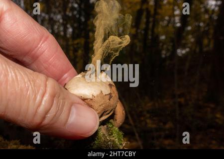 Person, die einen gewöhnlichen Puffball drückt, um Sporen (auch bekannt als die Teufelsschnupfbox) an einem noch herbstlichen Tag im Wald freizugeben. Stockfoto