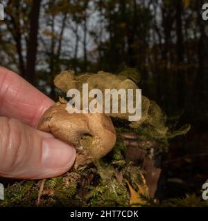 Person, die einen gewöhnlichen Puffball drückt, um Sporen (auch bekannt als die Teufelsschnupfbox) an einem noch herbstlichen Tag im Wald freizugeben. Stockfoto