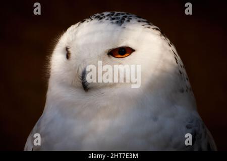 Nahaufnahme einer weißen Schneeule (Nyctea scandiaca) Stockfoto