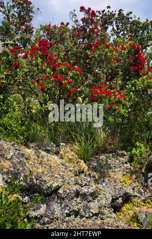 Pohutukawa (Metrosideros excelsa), auch neuseeländischer Weihnachtsbaum genannt, mit dunkelroten Blüten auf den Lavafelsen der Rangitoto Island, Auckland Bay Stockfoto