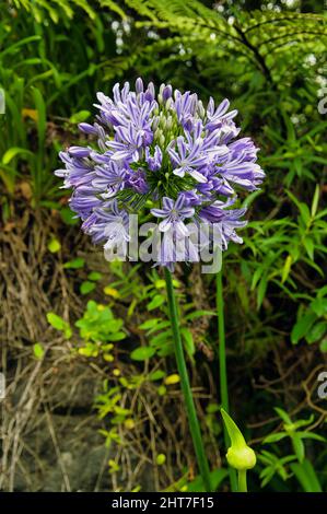 Violett-blaue Blume der Agapanthus- oder Afrikarilie. Stockfoto