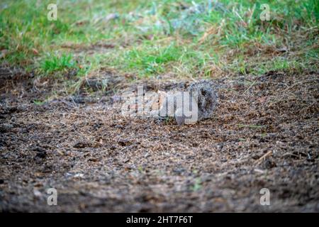 Ein graues Eichhörnchen (Sciurus carolinensis), das Samen und Nüsse aufsucht, Bodenfütterung Stockfoto