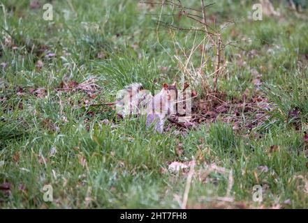 Ein graues Eichhörnchen (Sciurus carolinensis), das Samen und Nüsse aufsucht, Bodenfütterung Stockfoto