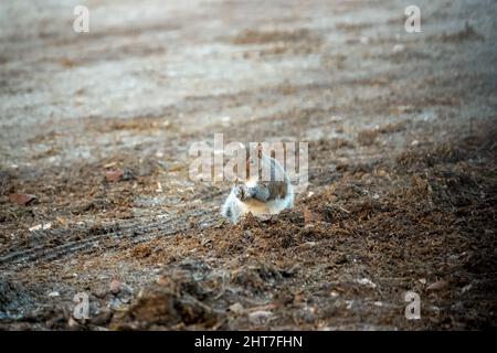 Ein graues Eichhörnchen (Sciurus carolinensis), das Samen und Nüsse aufsucht, Bodenfütterung Stockfoto