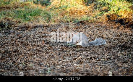 Ein graues Eichhörnchen (Sciurus carolinensis), das Samen und Nüsse aufsucht, Bodenfütterung Stockfoto