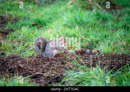 Ein graues Eichhörnchen (Sciurus carolinensis), das Samen und Nüsse aufsucht, Bodenfütterung Stockfoto