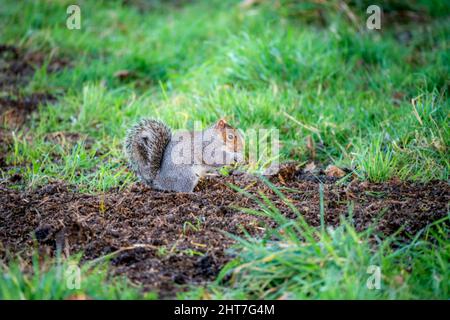 Ein graues Eichhörnchen (Sciurus carolinensis), das Samen und Nüsse aufsucht, Bodenfütterung Stockfoto