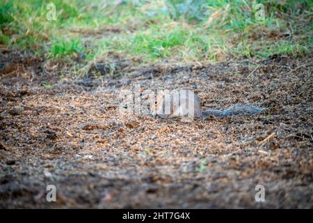 Ein graues Eichhörnchen (Sciurus carolinensis), das Samen und Nüsse aufsucht, Bodenfütterung Stockfoto