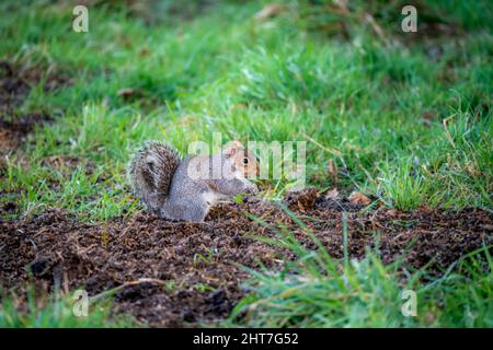 Ein graues Eichhörnchen (Sciurus carolinensis), das Samen und Nüsse aufsucht, Bodenfütterung Stockfoto