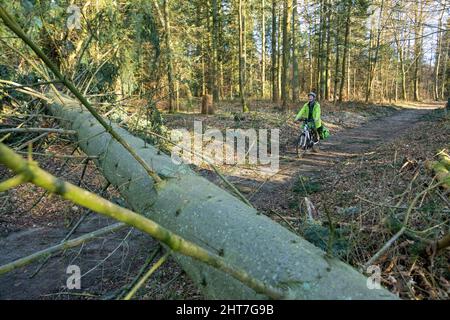 Frau über fünfzig macht mit ihrem E-Bike eine Radtour durch Wald nach Sturm, Baumblockpfad, Lüneburg, Niedersachsen, Deutschland Stockfoto