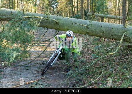 Frau über fünfzig macht mit ihrem E-Bike eine Radtour durch Wald nach Sturm, Baumblockpfad, Lüneburg, Niedersachsen, Deutschland Stockfoto