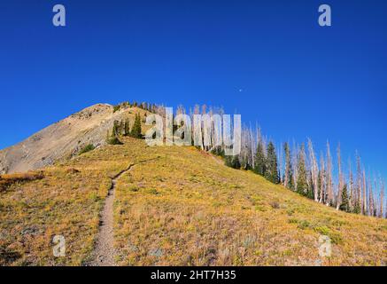 Blick vom Wanderweg auf den Mount Nebo Wilderness Peak 11.933 Meter, Herbstlaub-Panorama, höchster Punkt in der Wasatch Range von Utah, Uinta National Forest, Stockfoto
