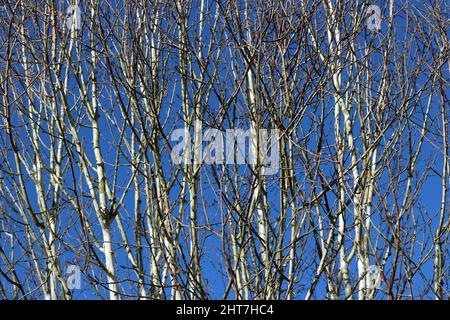 Hintergrund von schlanken silbernen Birkenstämmen vor blauem Himmel Stockfoto