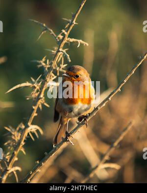 Aufnahme eines europäischen Rotkehlvogels, der in hellem Sonnenlicht auf einem Zweig thront Stockfoto
