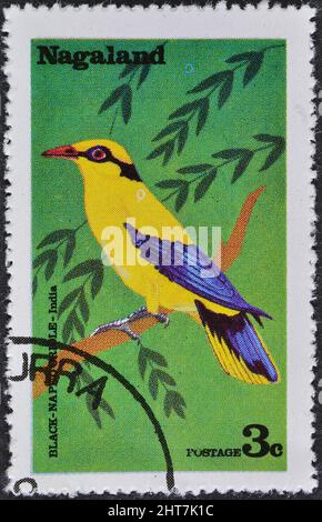 Abgesagte Briefmarke gedruckt von Nagaland, die schwarz napierte Oriole (Oriolus chinensis) zeigt, um 1977. Stockfoto