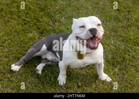 Porträt eines amerikanischen Bullys, der auf dem Gras ruht Stockfoto