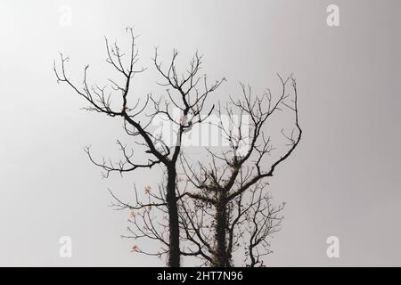 Aufnahme von blattlosen Bäumen im niedrigen Winkel gegen den bewölkten Himmel im Sonnenlicht Stockfoto