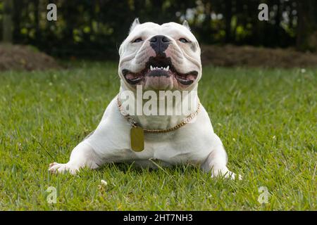 Vorderansicht eines amerikanischen Bullys, der auf dem Gras im Park liegt Stockfoto