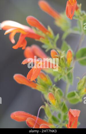 Roter Blütenstand der racemosen Rispe von Keckiella Cordifolia, Plantaginaceae, einheimischer mehrjähriger Unterstrauch in den San Gabriel Mountains, Sommer. Stockfoto