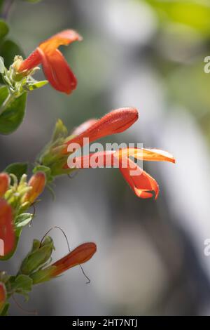 Roter Blütenstand der racemosen Rispe von Keckiella Cordifolia, Plantaginaceae, einheimischer mehrjähriger Unterstrauch in den San Gabriel Mountains, Sommer. Stockfoto