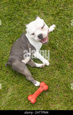 Hoch angeschraubter amerikanischer Bully, der mit einem Gummiknochen auf dem Gras liegt Stockfoto
