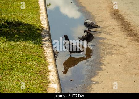 Goiânia, Goias, Brasilien – 26. Februar 2022: Einige Tauben trinken Wasser in einer Regenwasserpfütze auf dem Boden. Stockfoto