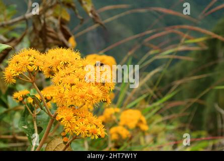 Gelbe Wildblumen mit einer kleinen Biene, die Nektar sammelt, Berg Huayna Picchu, Zitadelle Machu Picchu, Cusco, Peru Stockfoto