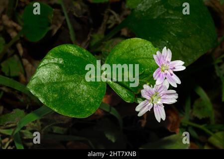 Claytonia sibirica (rosa Purslane) stammt aus den Commander Islands in Sibirien und im westlichen Nordamerika, wurde aber in Großbritannien eingeführt. Stockfoto
