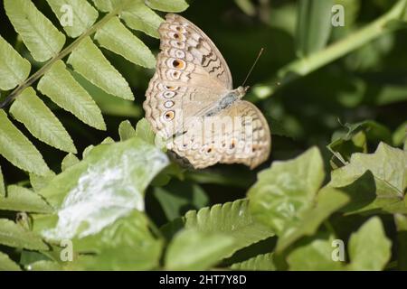 Nahaufnahme eines Junglanienschmetterlings auf einer grünen Pflanze Stockfoto