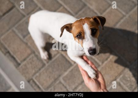 Hund Jack Russell Terrier gibt dem Besitzer hohe fünf. Stockfoto