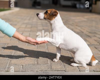 Der Hund gibt dem Besitzer als Zeichen des Vertrauens im Freien eine Pfote. Stockfoto