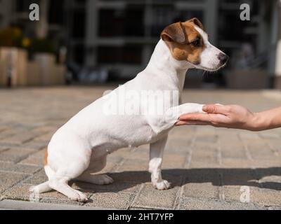 Hund schüttelt sich die Hände mit einer Frau. Stockfoto