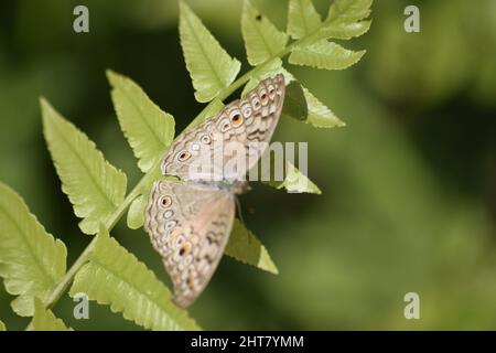 Nahaufnahme eines Junglanienschmetterlings auf einer grünen Pflanze Stockfoto